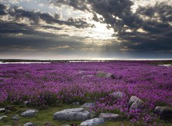 Fireweed, Kwitnący, Ognisty, Chwast, Hudson Bay