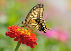 Pomarańczowa, Cynia, Motyl