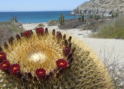 Kwitnący, Kaktus, Wyspa Katalina, Meksyk