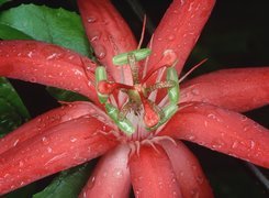 Czerwony, Kwiat, Red Passion, Ekwador