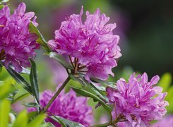 Rododendron, Narodowy Rezerwat Przyrody, Szkocja