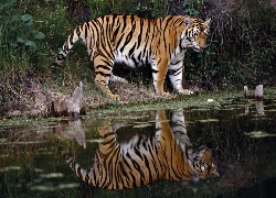Tygrys, Woda, Odbicie