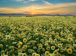 Polne, Kwiaty, Zachód, Słońca, Carrizo Plain National Monument