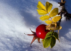 Zima, Owoc, Dzikiej Róży, Listki