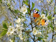 Motyl, Kwitnące, Drzewo