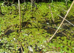 Żabiściek Pływający, Bagno