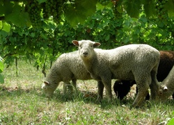 Owce, Trawa, Winorośl