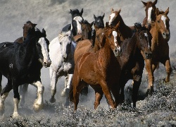 Konie, Stado, Galop