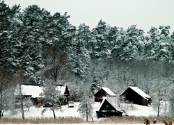 Las, Budynki, Drzewa, Zima