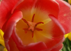 Tulipan