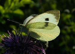 Motyl, Bielinek, Kwiat