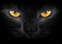 Czarny, Kot, Złote, Oczy