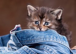 Mały, Kotek, Spodnie, Jeans