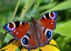 Motyl, Rusałka pawik, Rozłożone, Skrzydełka