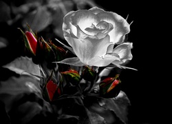 Kwiaty, Bukiet, Róż