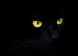 Czarny, Kot, Ciemność