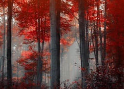 Drzewa, Las, Mgła, Jesień
