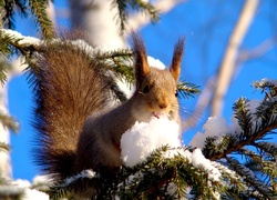 Wiewiórka, Śnieg, Choinka