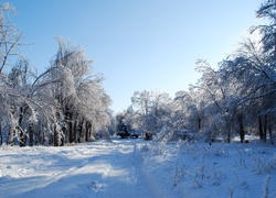 Park, Drzewa, Droga, Ławki, Zima