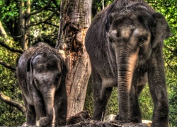 Dwa, Słonie, Drzewa