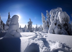 Choinki, Śnieg, Niebo