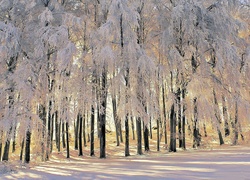 Las, Ośnieżone, Drzewa, Zima