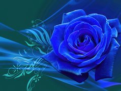 Niebieska, Róża, Grafika