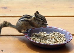 Chipmunk, Wiewiórka, Ziemna, Miska, Ziarenka, Słonecznika