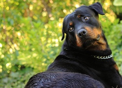 Rottweiler, Łańcuszek, Zieleń