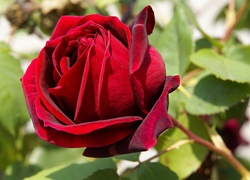 Czerwona, Aksamitna, Róża