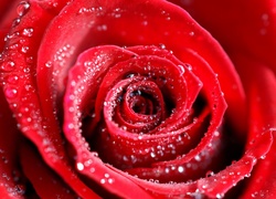 Czerwona, Róża, Rosa