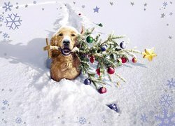 Pies, Choinka, Święta