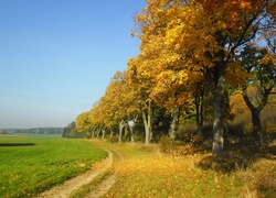 Polna, Droga, Drzewa, Jesień