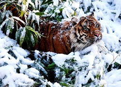 Tygrys, Śnieg, Zarośla