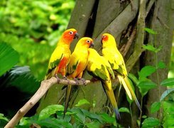 Kolorowe, Papugi, Drzewo