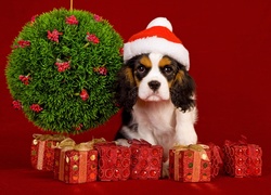 Pies, Świąteczne, Dekoracje, Czapeczka