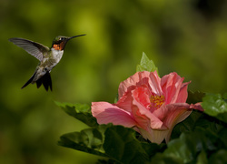 Koliber, Kwiat, Hibiskus