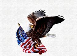 Bielik amerykański, Flaga, Amerykańska