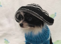 Piesek, W, Ubranku, Czapka, Chihuahua