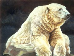 Niedźwiedź, Polarny, Malarstwo