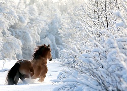 Koń, Las, Zima