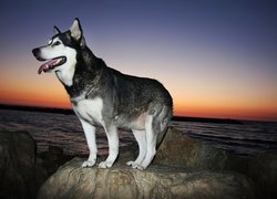 Siberian Husky, Skała, Morze, Zachód Słońca