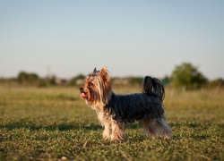 Yorkshire Terrier