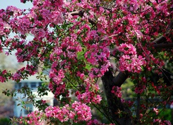 Kwitnące, Drzewo, Owocowe