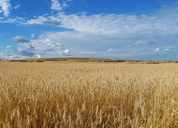 Lato, Żyto, Pole