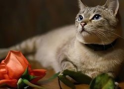 Kot, Kwiat, Róża