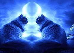 Dwa, Koty, Noc, Księżyc