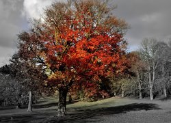 Parki, Kolorowe, Drzewo, Jesień