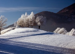 Góry, Pola, Drzewa, Zima