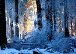Drzewa, Las, Śnieg